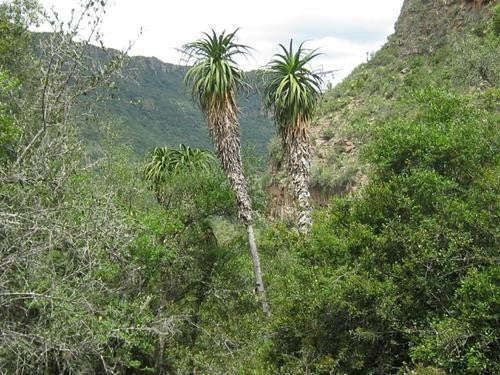 Aloe Pluridens - Indigenous South African Succulent - 10 Seeds