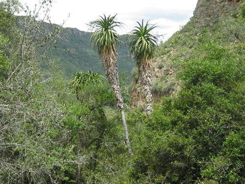 Aloe Pluridens - Indigenous South African Succulent - 10 Seeds