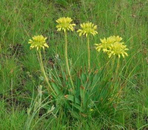 Aloe Boylei - Indigenous South African Succulent - 10 Seeds