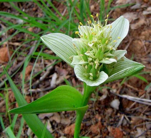 Androcymbium Striatum - Indigenous South African Bulb - 10 Seeds