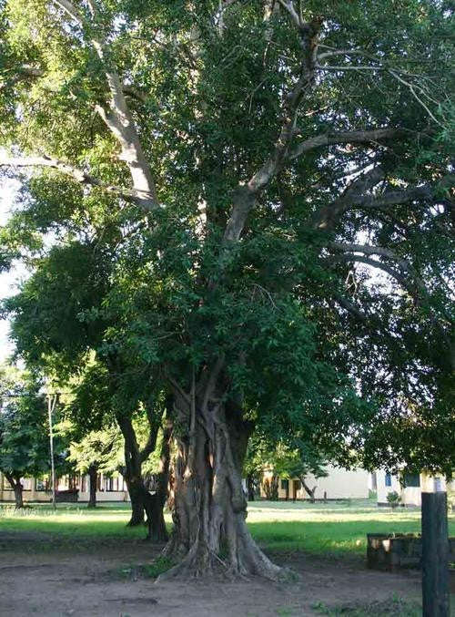 Ficus Stuhlmannii - Indigenous South African Fig Tree - 10 Seeds