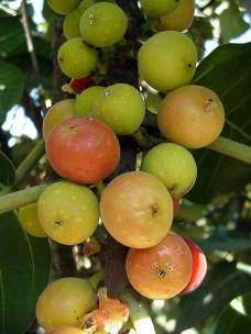 Ficus Trichopoda - Indigenous South African Fig Tree - 10 Seeds