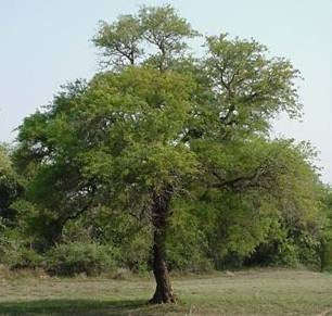 Acacia Nigrescens - Indigenous South African Tree - 10 Seeds