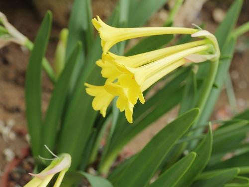 Cyrtanthus Flanaganii - Indigenous South African Bulb - 5 Seeds