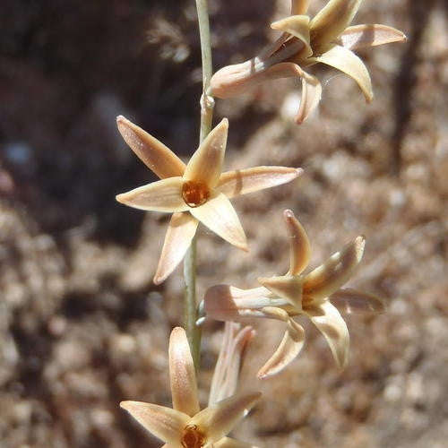 Dipcadi Brevifolium - Indigenous South African Bulb - 10 Seeds