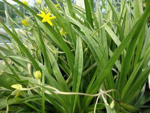 Hypoxis Villosa - Indigenous South African Bulb - 10 Seeds