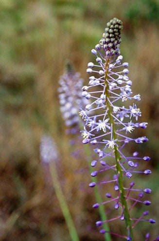 Merwilla Natalensis - Indigenous South African Bulb - 10 Seeds