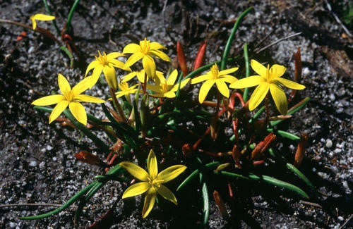 Spiloxene Schlechteri - Indigenous South African Bulb - 5 Seeds