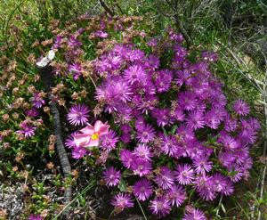 Antimima Pygmaeum - Indigenous South African Succulent - 10 Seeds
