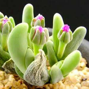 Gibbaeum Shandii - Indigenous South African Succulent - 10 Seeds