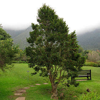 Ilex Mitis - Indigenous South African Tree - 10 Seeds