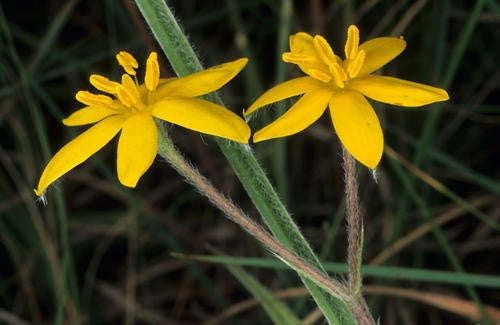 Hypoxis Acuminata - Indigenous South African Bulb - 10 Seeds