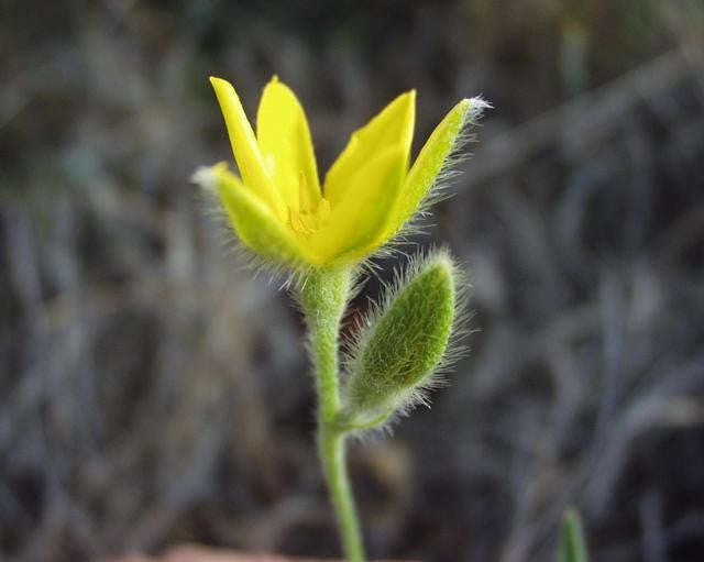 Hypoxis Rigidula - Indigenous South African Bulb - 10 Seeds