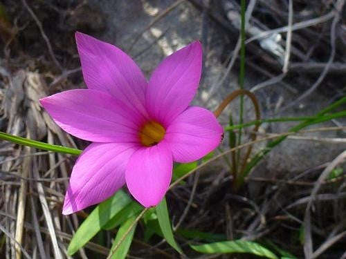 Romulea Autumnalis - Indigenous South African Bulb - 10 Seeds