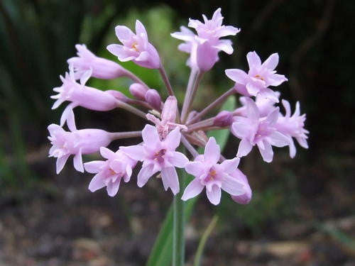 Tulbaghia Simmleri - Indigenous South African Bulb - 10 Seeds