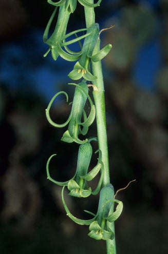 Dipcadi Viride - Indigenous South African Bulb - 10 Seeds