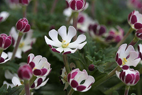 Zaluzianskya Ovata - Indigenous South African Shrub - 10 Seeds