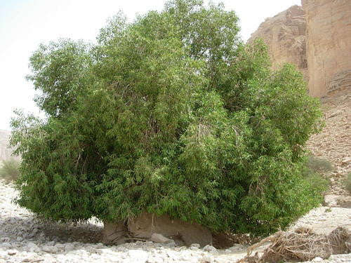 Ficus Salicifolia - Indigenous South African Fig Tree - 10 Seeds