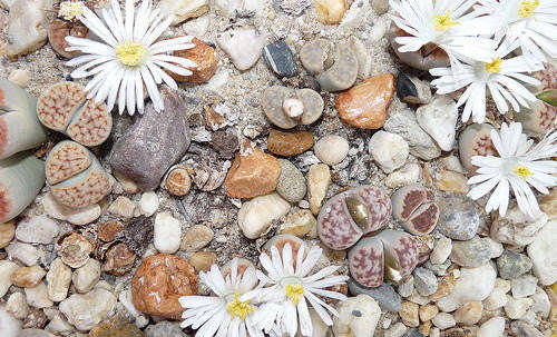 Lithops Karasmontana Mixed - Indigenous - South African Succulent - 10 Seeds