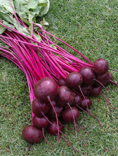 Beetroot Crimson Globe - Beta Vulgaris - Vegetable - 100 Seeds