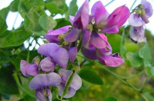Dipogon Lignosus - Cape Sweetpea - South African Climbing Vine - 10 Seeds