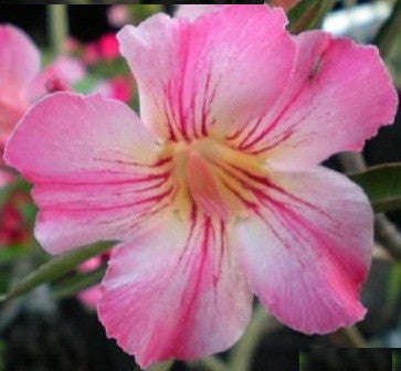 Adenium Obesum - Diva - 5 Seeds