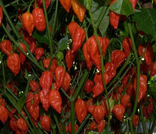 Naga Morich - Chilli Pepper - Capsicum Chinense - Extremely Hot - 5 Seeds