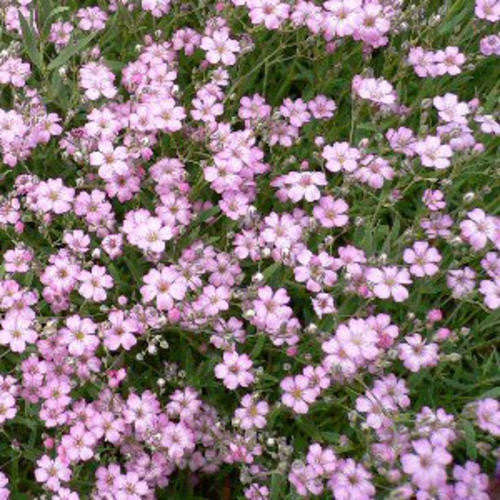 Gypsophila Rosea - Gypsophila Elegans - Perennial Flower - 100 Seeds