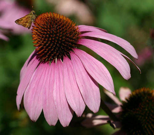 Echinacea purpurea - Purple Cone Flower - Medicinal Perennial Herbal / Flower - 100 Seeds