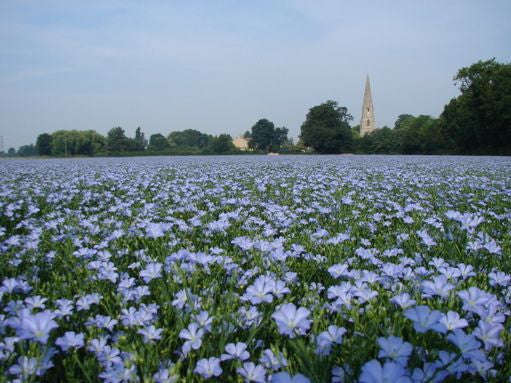 Linseed / Flax - Linseed Linum - Annual Flower - 100 Seeds