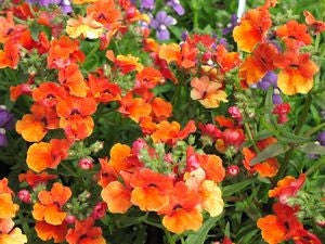 Nemesia Prince of Orange - Nemesia Fruticans - Annual Flower - 100 Seeds
