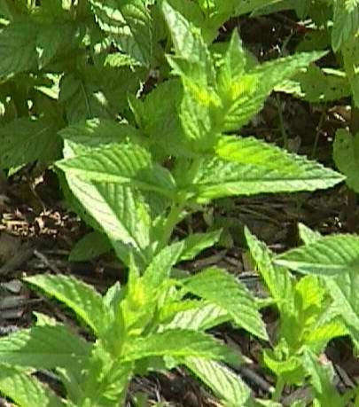 Spearmint - Mentha Spicata - Culinary Edible Herb - 50 Seeds