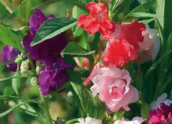 Balsam Tom Thumb Mix - Impatiens Balsamina -  - 20 Seeds