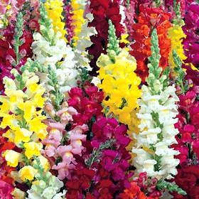 Mixed Tetra Snapdragons - Antirrhinum Majus - Annual Flower - 500 Seeds
