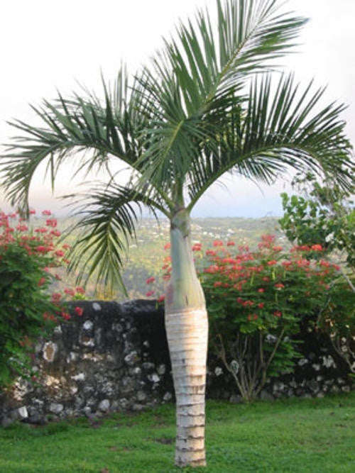 Spindle / Bottle Palm - Hyophorbe verschaffeltii - Exotic Palm Tree - 10 Seeds