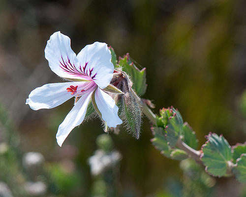 Pelargonium Betulinum White - Indigenous South African Shrub - 5 Seeds