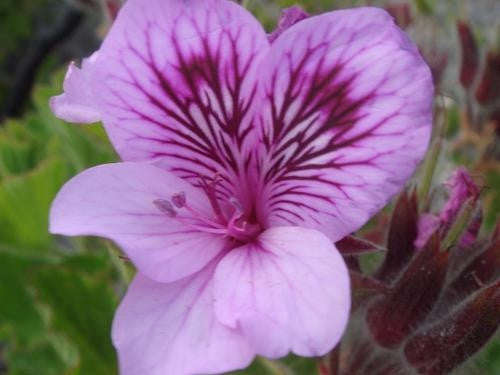 Pelargonium Cucullatum - Indigenous South African Shrub - 5 Seeds