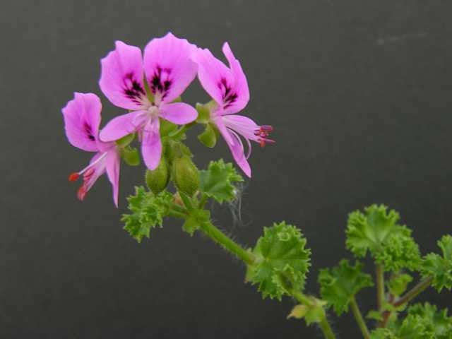 Pelargonium Englerianum - Indigenous South African Shrub - 5 Seeds