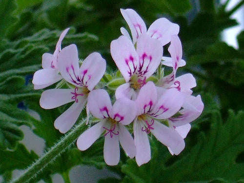 Pelargonium Radens - Indigenous South African Shrub - 5 Seeds