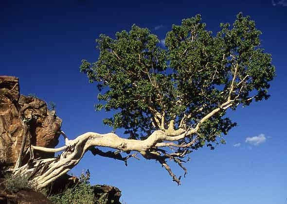 Ficus Glumosa - Indigenous South African Fig Tree - 10 Seeds