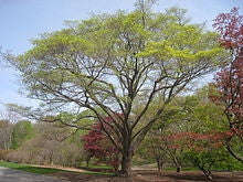 Acer Truncatum Mono / Acer Pictum - Painted Maple - Exotic Bonsai Maple Tree - 5 Seeds