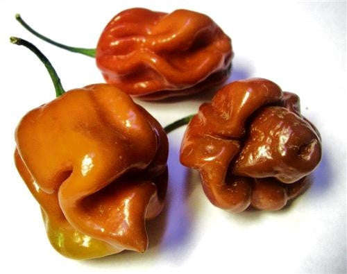 Trinidad 7 Pot Burgundy - Capsicum Chinense - Extra Hot Chilli Pepper - 5 Seeds