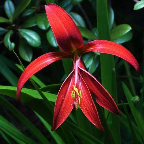 Sprekelia - Formosissima - Flower Bulbs (Not Seeds) 6 Bulbs