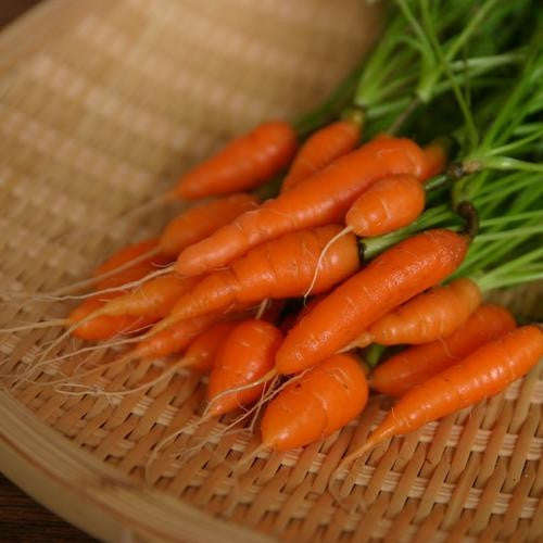 Sweetheart Baby Carrots - Daucus Carrota - Vegetable - 300 Seeds