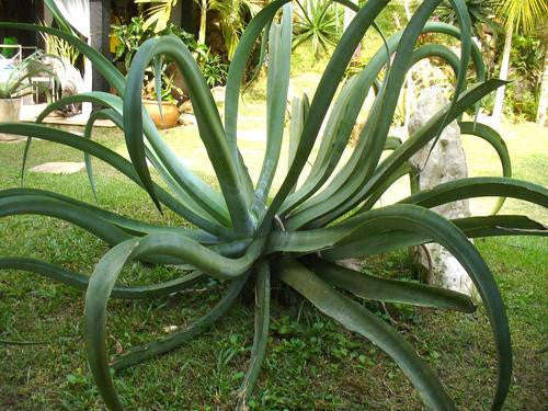 Octopus Century Plant - Agave Vilmoriniana - Exotic Succulent - 5 Seeds