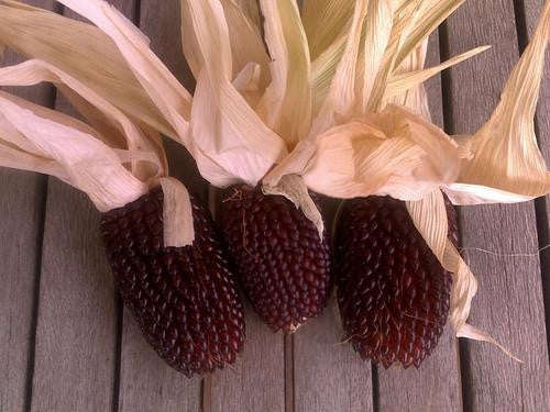 Strawberry Popcorn - Heirloom Vegetable - 10 Seeds