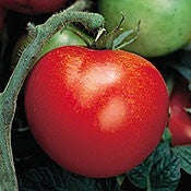 Thessaloniki Greek Tomato - Heirloom Vegetable - 5 Seeds