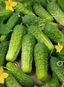 Wisconsin SMR 58 Pickling Cucumber - Heirloom Vegetable - 20 Seeds