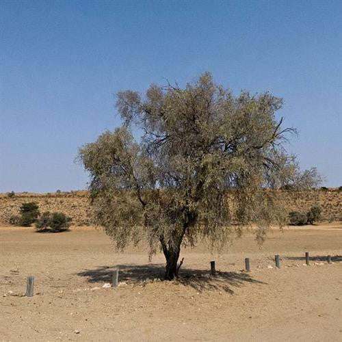 Acacia Haematoxylon - Grey Camel Thorn / Giraffe Thorn - Indigenous South African Tree - 10 Seeds