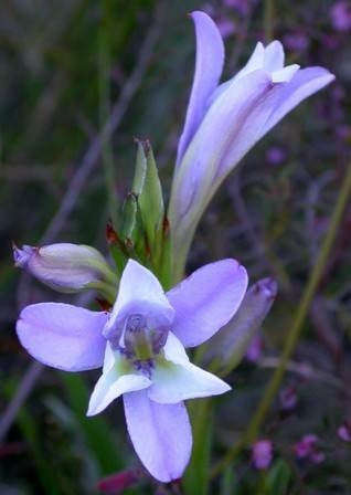 Babiana fourcadei - Baboon Root / Flower - Indigenous South African Bulb - 10 Seeds